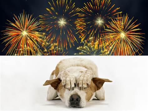 dogs-fireworks-4th-July-dogs-pet-expert-Steve-Dale-WGN-radio
